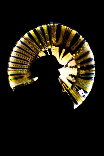 Silhouette of woman wearing colorful woven hat against black background