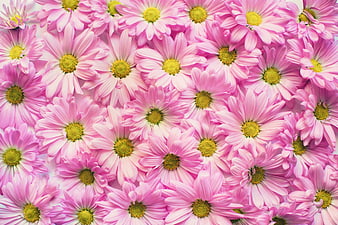 Pink Chrysanthemum Flowers Background Pattern