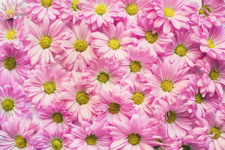 Pink Chrysanthemum Flowers Background Pattern