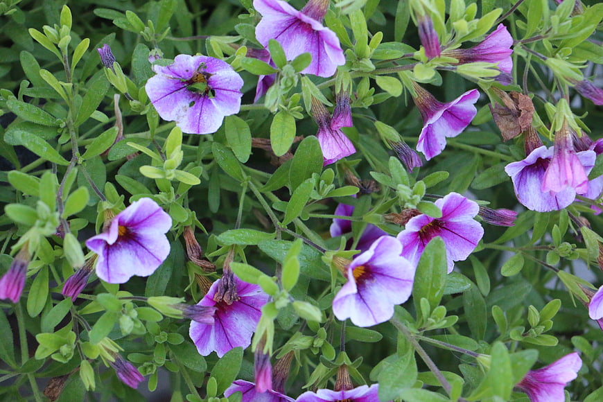 Close-up of blooming purple petunias with green leaves