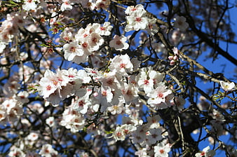 White almond blossoms on branches against blue sky