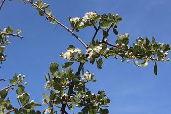 Hawthorn branch with white flowers against blue sky
