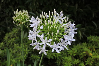 Close-up of Agapanthus flower with white and purple petals