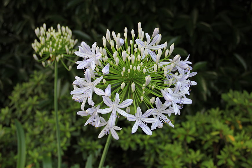 Close-up of Agapanthus flower with white and purple petals