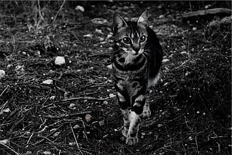 Black and white portrait of a tabby cat walking on forest floor