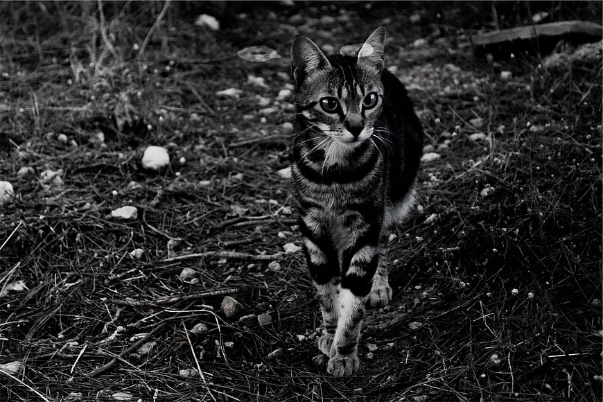 Black and white portrait of a tabby cat walking on forest floor