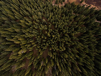 Aerial top-down view of dense pine forest canopy