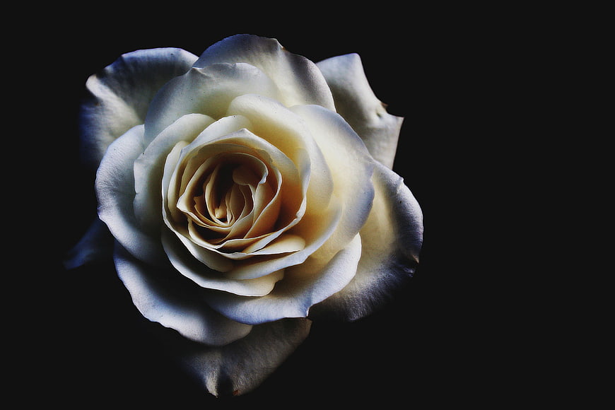 White Rose Close-Up on Black Background