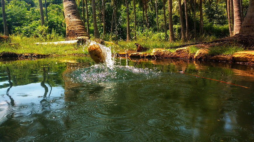 Coconut Falling into Tropical Well Water Splash