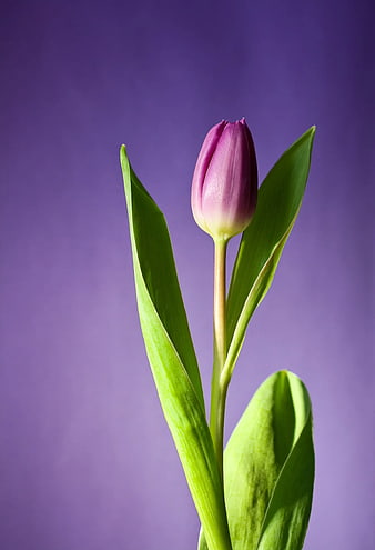Purple Tulip Bud on Solid Violet Background