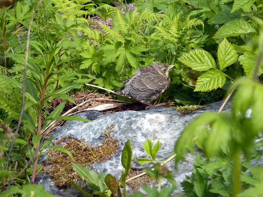 Young thrush chick resting on a rock in lush green spring foliage