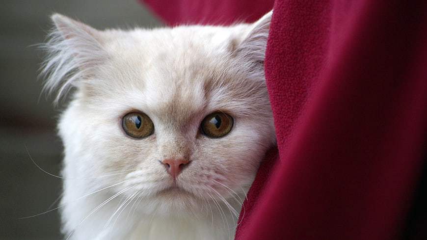 Close-up of a white cat peeking from behind a red blanket