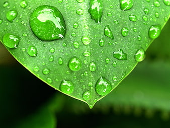 Macro Close-Up of Green Leaf with Water Droplets