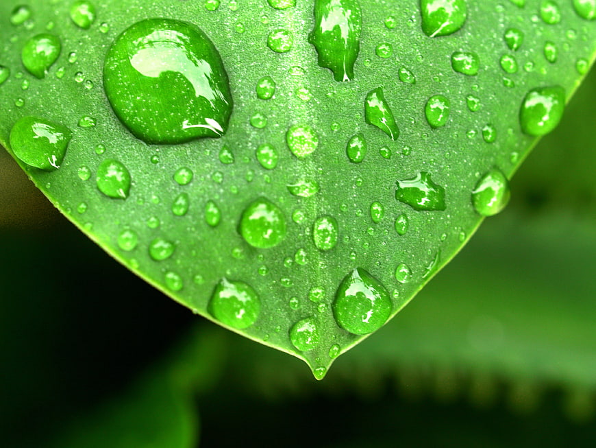 Macro Close-Up of Green Leaf with Water Droplets