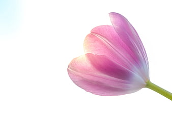 Pink Tulip Flower on White Background