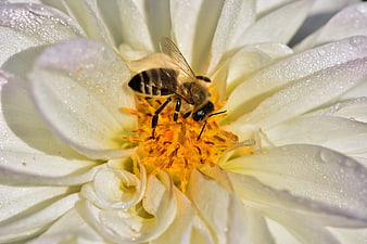 Honey Bee Pollinating White Dahlia Flower Macro Close Up