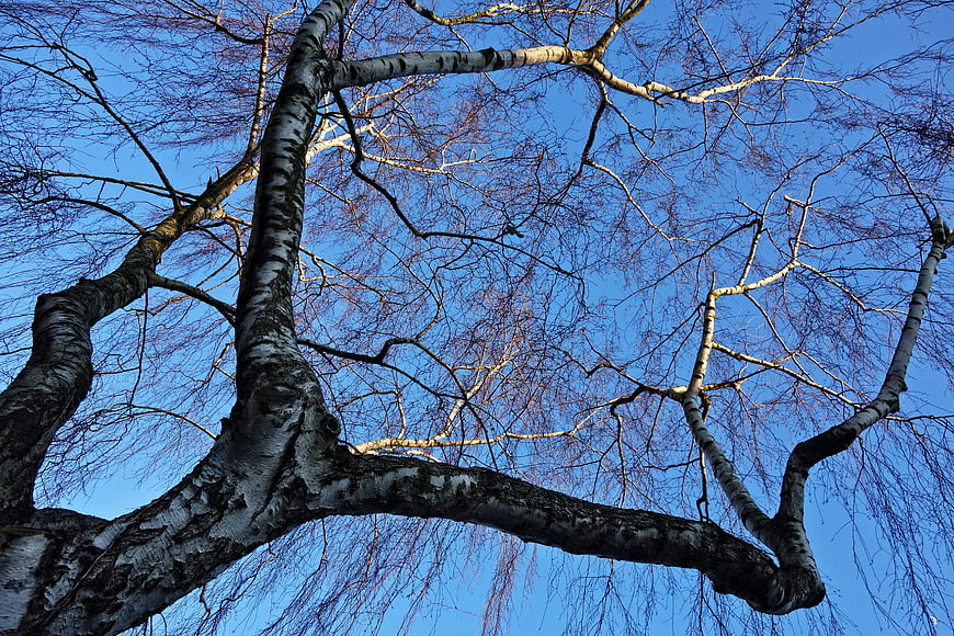 Low angle view of bare birch tree branches against blue sky