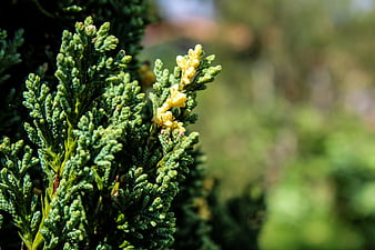 Close-up of green juniper branch with yellow pollen