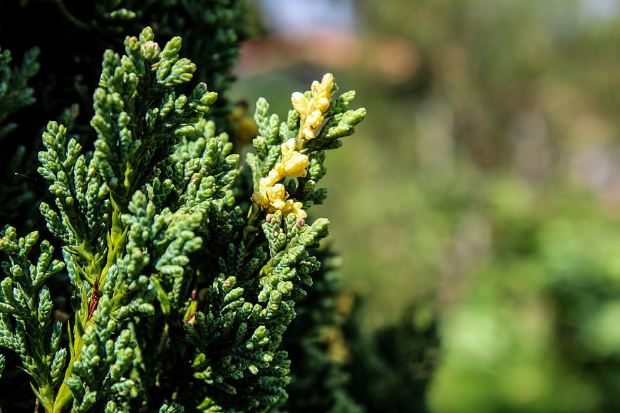 Close-up of green juniper branch with yellow pollen