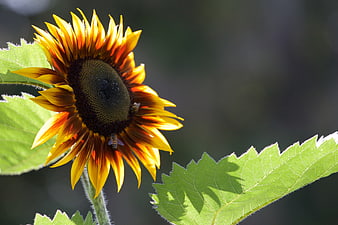 Close-up of a vibrant sunflower with bees on green leaves