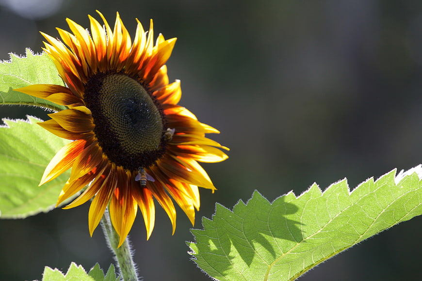 Close-up of a vibrant sunflower with bees on green leaves