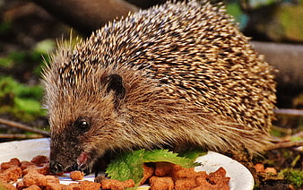 Cute Hedgehog Eating Kibble on a Plate in Garden
