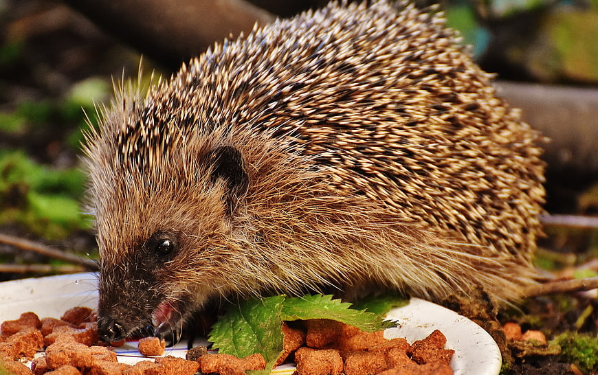 Cute Hedgehog Eating Kibble on a Plate in Garden