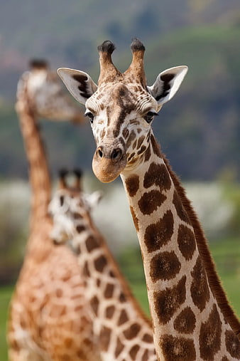 Close-up Portrait of Giraffe with Blurred Background