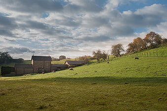 Rural Farmhouse Landscape with Grazing Sheep in Green Pasture