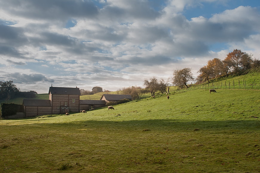 Rural Farmhouse Landscape with Grazing Sheep in Green Pasture
