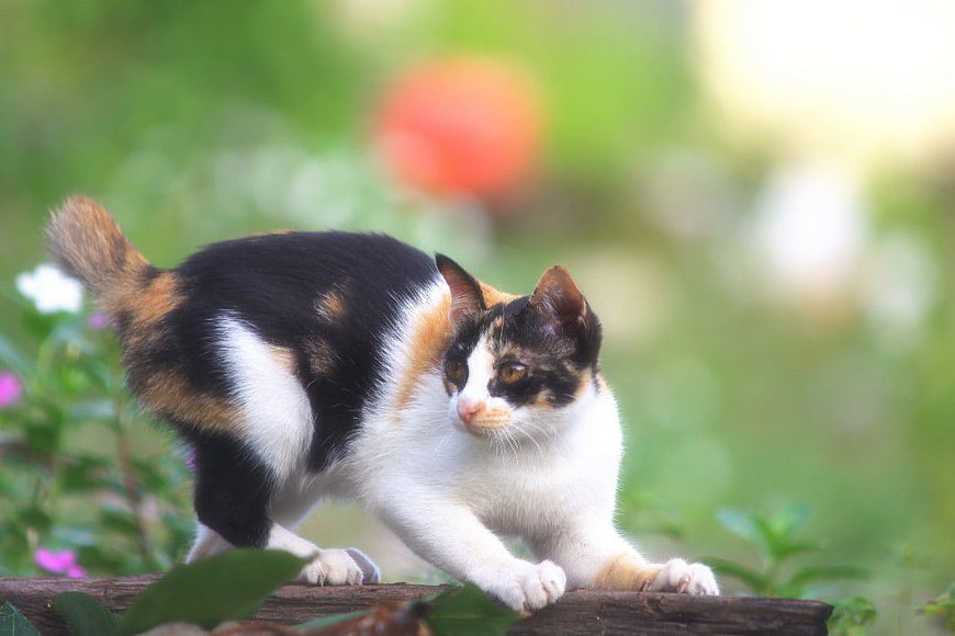 Calico Cat Stretching on Wooden Log in Garden