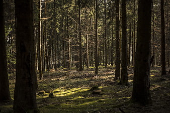 Sunlit mossy forest floor with tall pine trees