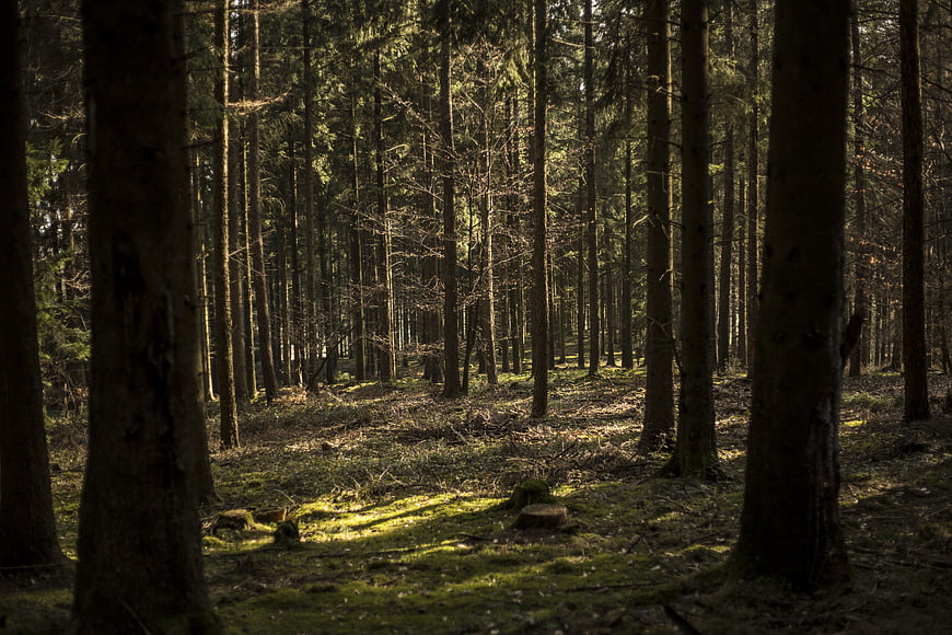 Sunlit mossy forest floor with tall pine trees