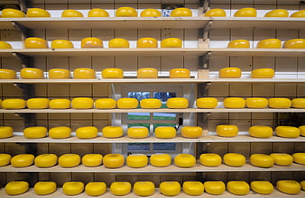 Rows of yellow Gouda cheese wheels on wooden shelves