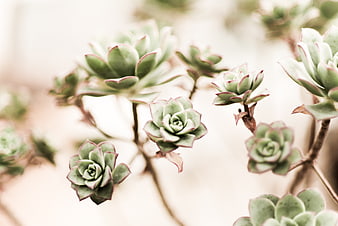 Close-up of green succulent rosettes with pink edges