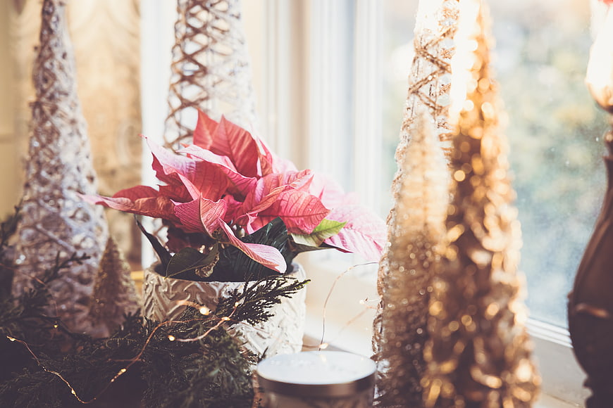 Festive poinsettia and decorative trees on a windowsill