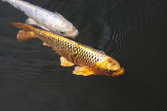 Two Koi Carp Swimming In Dark Pond Water
