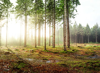 Sunlit misty pine forest with mossy ground