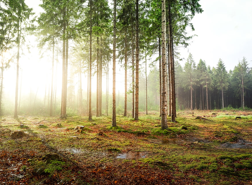 Sunlit misty pine forest with mossy ground