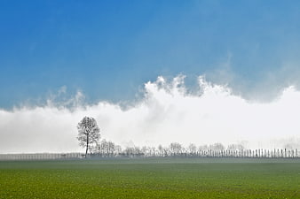 Misty green field with blue sky and foggy tree line