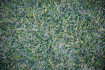 Close-up Green Grass Texture Background