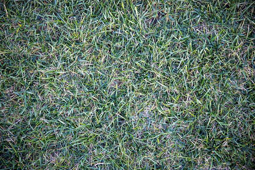 Close-up Green Grass Texture Background