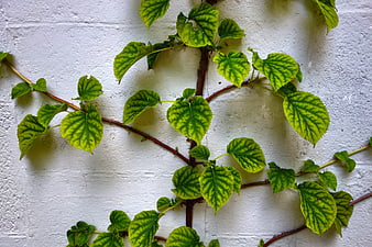 Green Vine Leaves Climbing White Textured Wall