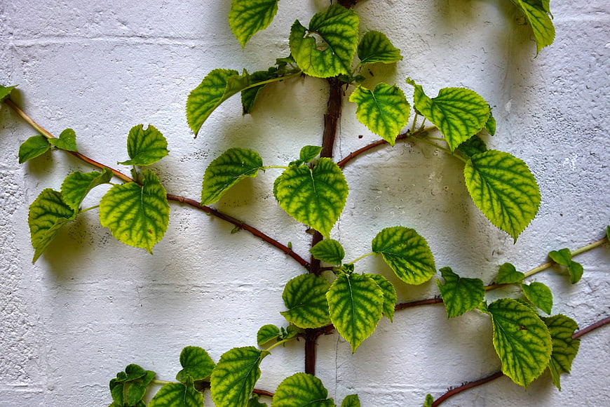Green Vine Leaves Climbing White Textured Wall