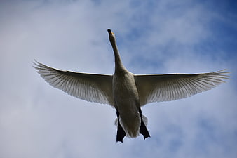 White Swan Flying With Wings Spread Against Blue Sky