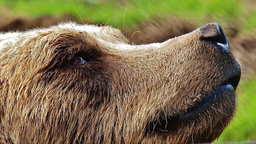 Close-up Profile of a Tan Dog with Short Fur