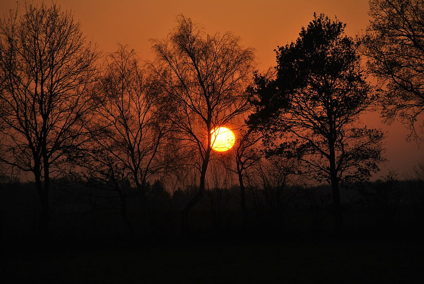 Silhouette of bare trees against a vibrant orange sunset sky