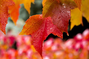 Close-up of wet red and yellow autumn maple leaves