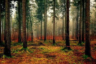 Misty Autumn Forest with Tall Pine Trees and Mossy Ground