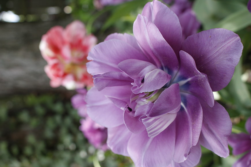 Close-up of purple double tulip flower in garden